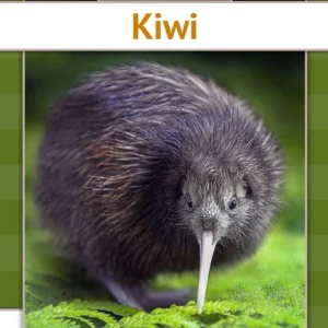 Kiwi