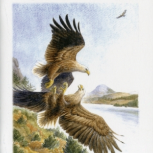 Birdwatching On Mull and Ionaa Pocket Guide With Maps