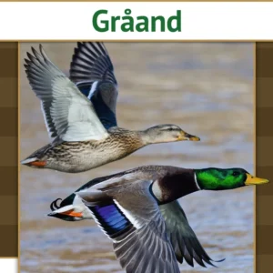 Gråand