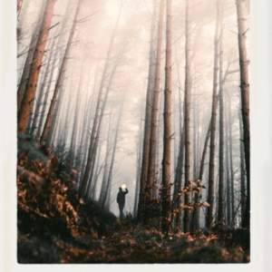 THE STRANGER IN THE WOODS 'A MEDITATION ON SOLITUDE, WILDNES