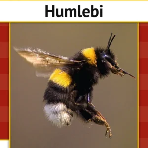 Humlebi