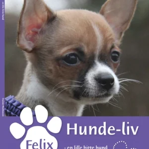 Felix, en lille bitte hund