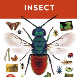 Insect