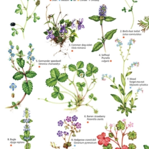 Guide To Flowers Of Walks And Waysides
