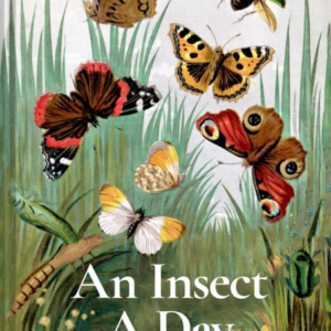 An Insect A Daybees Bugs And Pollinators For Every Day Of