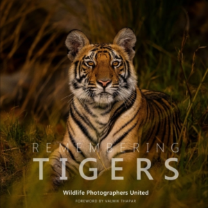 Remembering Tigers