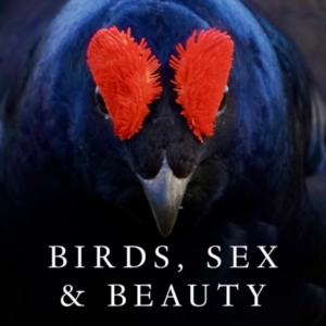 Birds, Sex And Beauty The Extraordinary Implications Of Char