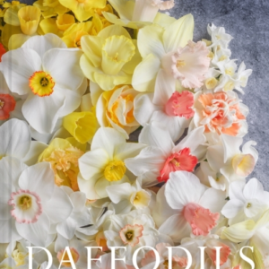 Daffodils Beautiful Varieties For Home And Garden