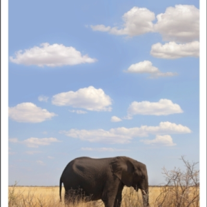 A Training School For Elephants
