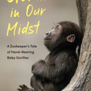 Gorillas In Our Midsta Zookeepers Tale Of Hand-Rearing Baby