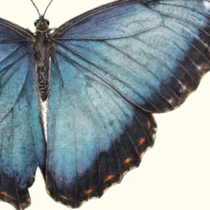 Sensational Butterflies