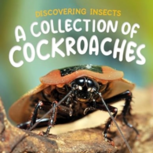 Discovering Insects A Collection Of Cockroaches