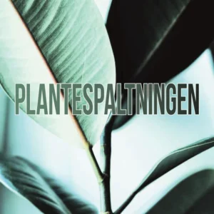 Plantespaltningen