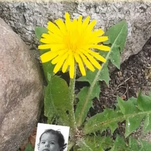Mælkebøttebarn i Blomst