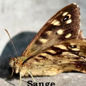 Sange