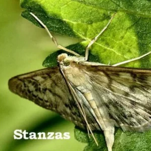 Stanzas