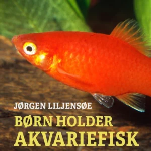 Børn holder akvariefisk  -  der føder levende unger