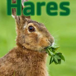 Hares