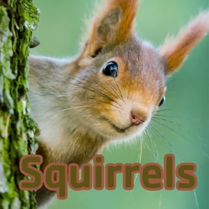 Squirrels