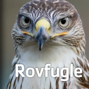 Rovfugle