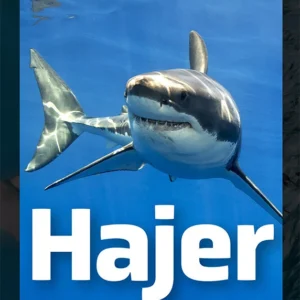 Hajer