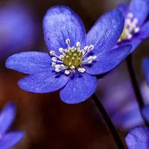 Den blå anemone