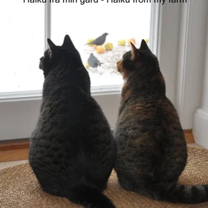 Haiku fra min gård