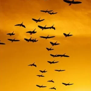 Flyttfåglarne