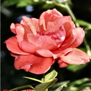 Fortællingen om rosen