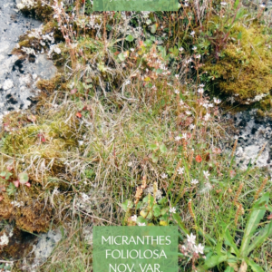 Micranthes foliolosa nov. var. sisimiutii from Sisimiut, Greenland
