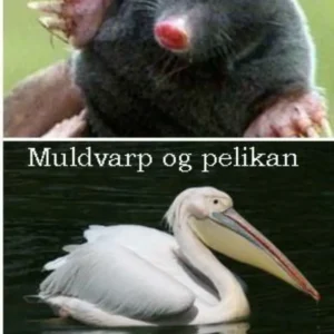 Muldvarp og pelikan