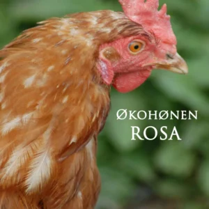 Økohønen Rosa