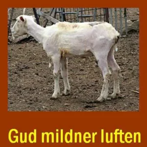 Gud mildner luften for de klippede får