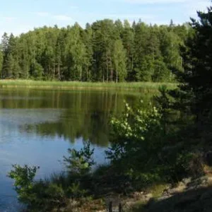 Hvad skovsøen gemte