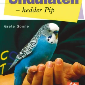 Undulaten - hedder Pip