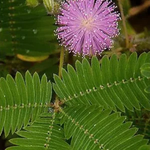 Den følende blomst