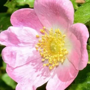 Den vilde rose