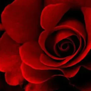 Elskovs Rose