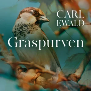 Gråspurven