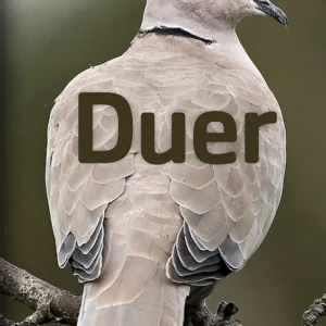 Duer