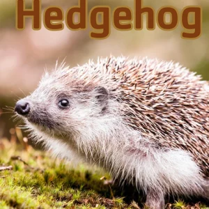 Hedgehog