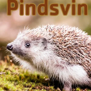 Pindsvin