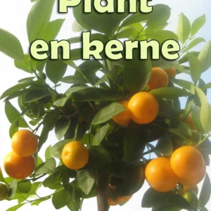 Plant en kerne